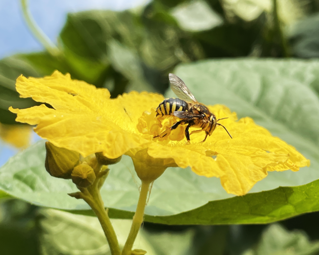 bee on loofah flower